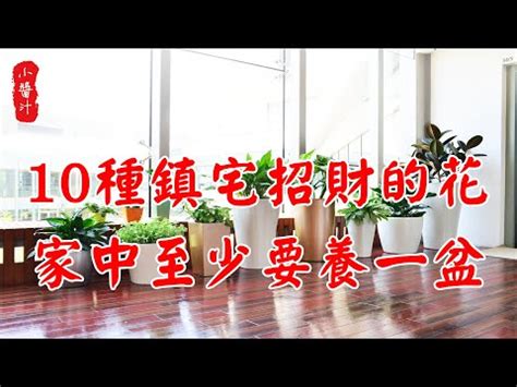 陽台 樹 風水|誰適合在陽台種這3種旺宅植物